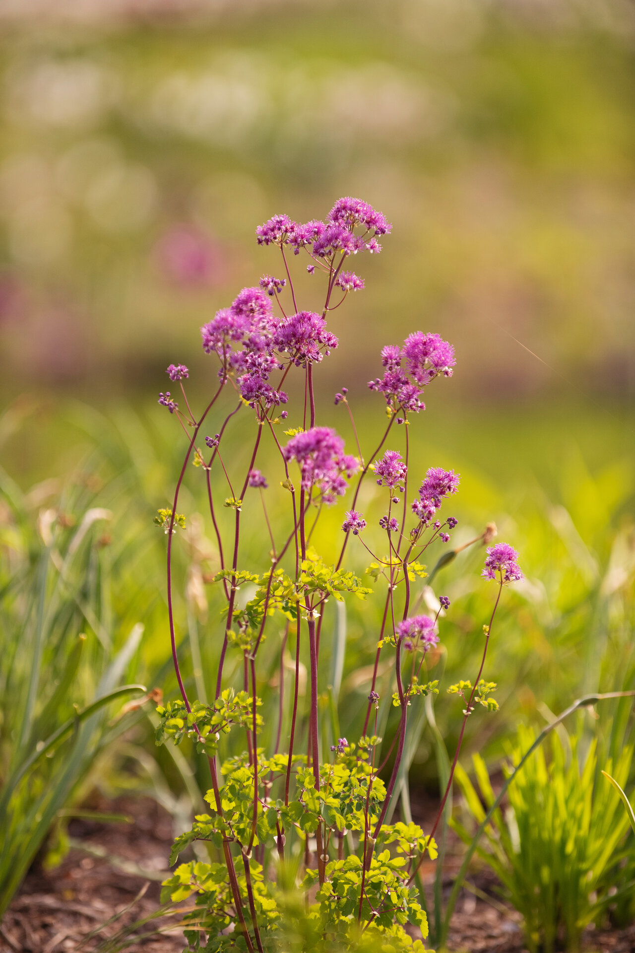 Thalictrum aquilegia 'Thundercloud'